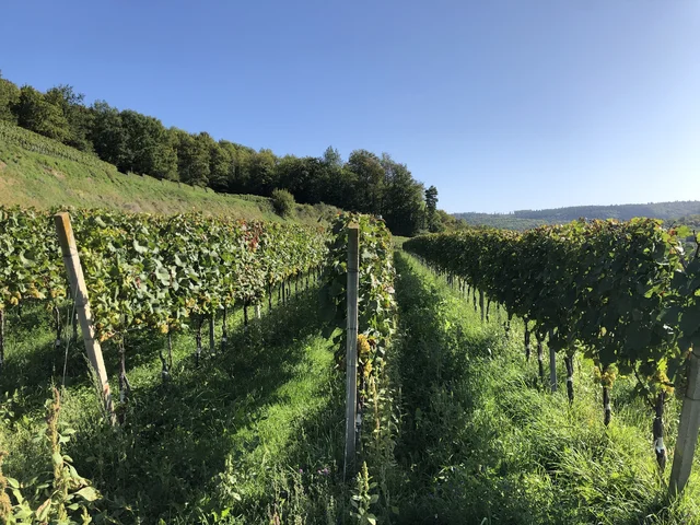 Malterdinger Wildenstein GG